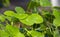 Close up of Daun Pegagan, Centella asiatica leaves, in shallow focus