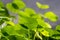 Close up of Daun Pegagan, Centella asiatica leaves, in shallow focus