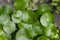 Close up of Daun Pegagan, Centella asiatica leaves, in shallow focus