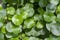 Close up of Daun Pegagan, Centella asiatica leaves, in shallow focus