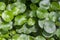 Close up of Daun Pegagan, Centella asiatica leaves, in shallow focus