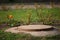 Close up day shot of an old rusty concrete sewer manhole surrounded by green grass, branches and a lonely red and yellow tulip