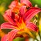 Close up Daylilies or Hemerocallis