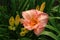 A close up of daylily flower and buds of the `Children`s Festival` variety in the garden. Pink daylily with apricot throat