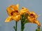 Close-up of daylily Hemerocallis x hybrida in bright sunlight in garden with white background. Canary yellow with wine purple