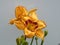 Close-up of daylily Hemerocallis x hybrida in bright sunlight in garden with white background. Canary yellow with wine purple