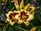 Close-up of daylily Hemerocallis x hybrida `Canary Chaos` Tamberg, 2005 in bright sunlight in garden. Canary yellow with dar