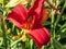 Close-up of daylily Hemerocallis x hybrida `Rotes Rathaus` in bright sunlight in summer garden. Flowers are light red with