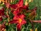 Close-up of daylily Hemerocallis x hybrida `Rotes Rathaus` in bright sunlight in summer garden. Flowers are light red with