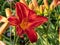 Close-up of daylily Hemerocallis x hybrida `Rotes Rathaus` in bright sunlight in summer garden. Flowers are light red with