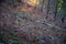 Close-up of a dead branch in a forest shining in the sun