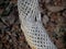 Close up of a dead, dried up, Perforated skeleton of a cholla jumping cactus in Arizona, USA.