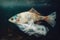 close-up of dead fish floating in river, surrounded by plastic bags and other debris It's stark reminder of the