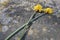 Close Up Dead Flowers On A Grave At The Nieuwe Ooster Cemetery Amsterdam The Netherlands 2020