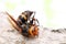 Close-up of dead hornet on a tree