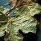 a close up of a dead leaf on a table