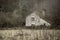 A close up of dead plants in winter with a ruined old building blurred in the background. With a muted edit. Knapp and Papermill,