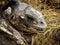 A close up of a dead and rotting corpse of land iguana.