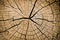 Close-up of a dead tree stump with dry cracks and texture