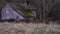 A close up of dead winter plants with a spooky abandoned cottage on a windy winters day