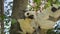 Close up of Deckens Sifaka family