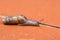 Close up of a Decollate Snail on a garden pathway. They can be used as natural pest control for brown garden snails.