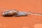 Close up of a Decollate Snail on a garden pathway. They can be used as natural pest control for brown garden snails.