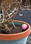 Close-up of decorated Easter Egg hidden in flower pot full of frozen rain water during egg hunt.