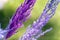 Close-up decoration with fresh flowers of venues. Sprigs of lavender