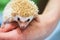 Close-up of decorative african pygmy hedgehog on human hand. Concept environmental protection, ecology, contact zoos