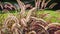 Close Up Of Decorative Bush Pennisetum Pink On A Sunny Day