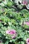 Close-up of a decorative curly kale