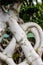 Close up decorative roots of a bonsai tree inside of a botanical garden