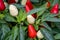 Close-up of decorative small peppers grown at greenhouse