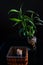 Close up of decorative table with wooden box, toothpicks and lucky bamboo tree. Directional lighting on lucky bamboo plant