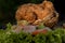 Close-up of Deep-fried shrimp cakes Tod Mun Goong and vegetable with chili sauce on wooden background