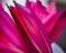 Close up of deep magenta lily buds and petals