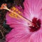Close up Deep Pink Hibiscus