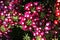 A close up of deep pink Verbena hybrida (vervain) flowers of the 'Tuscany Burgundy with Eye' variety, top view