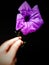 Close up of deep purple colored of Ruellia Simplex flower or Ruellia Brittoniana