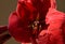 Close up of an deep red amaryllis