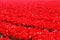 Close-up of deep red tulip field in the Netherlands in May