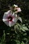 Close up of deep red veined petunia