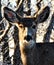 Close up of a deer in the forest