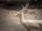 Close up deer with horn at the zoo. Zoo tour on bus. Feeding deers food.