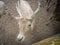 Close up deer with horn at the zoo. Zoo tour on bus. Feeding deers food.