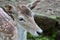 Close up of deer in Pallavicino botanical garden. Stresa, Piedmont, Italy.