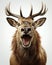 a close up of a deer\'s head with antlers on it. generative ai