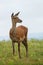 Close up deer stare on the green meadow