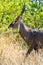 Close up defassa waterbuck